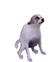 :dancing_dog: