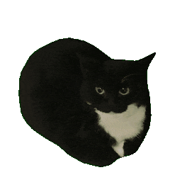 :maxwell_cat: